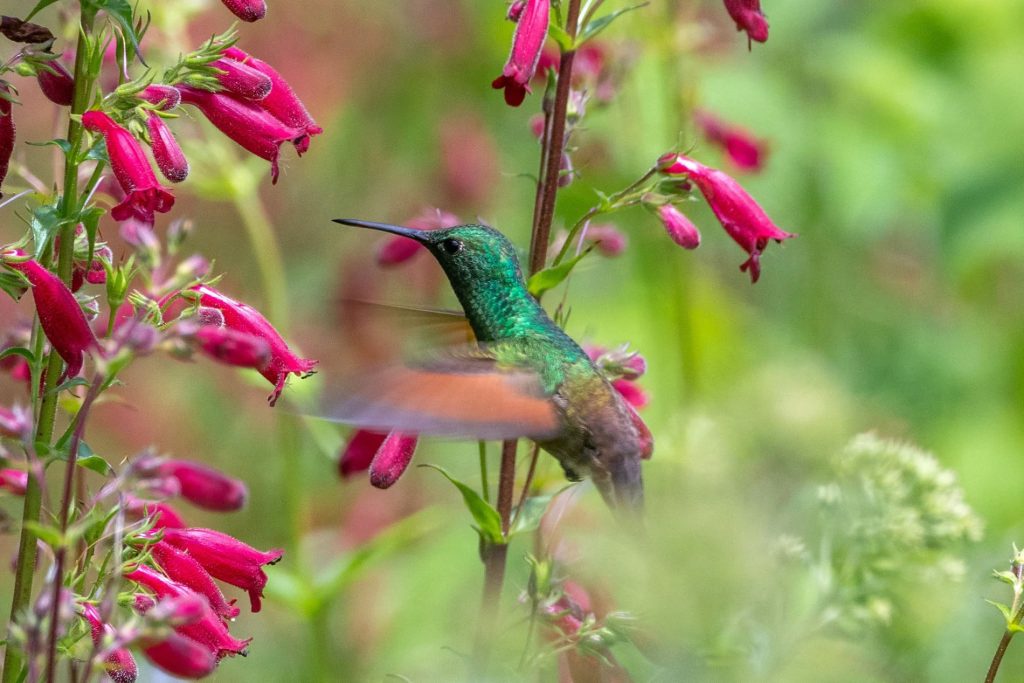 Festival Colima Birding (1)