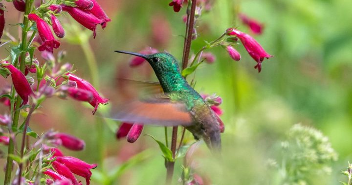 Festival Colima Birding (1)