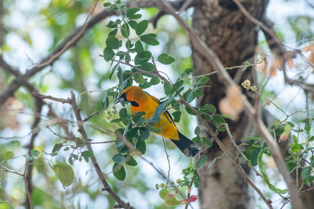 Festival Colima Birding (3)