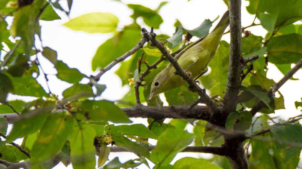 Festival Colima Birding (5)
