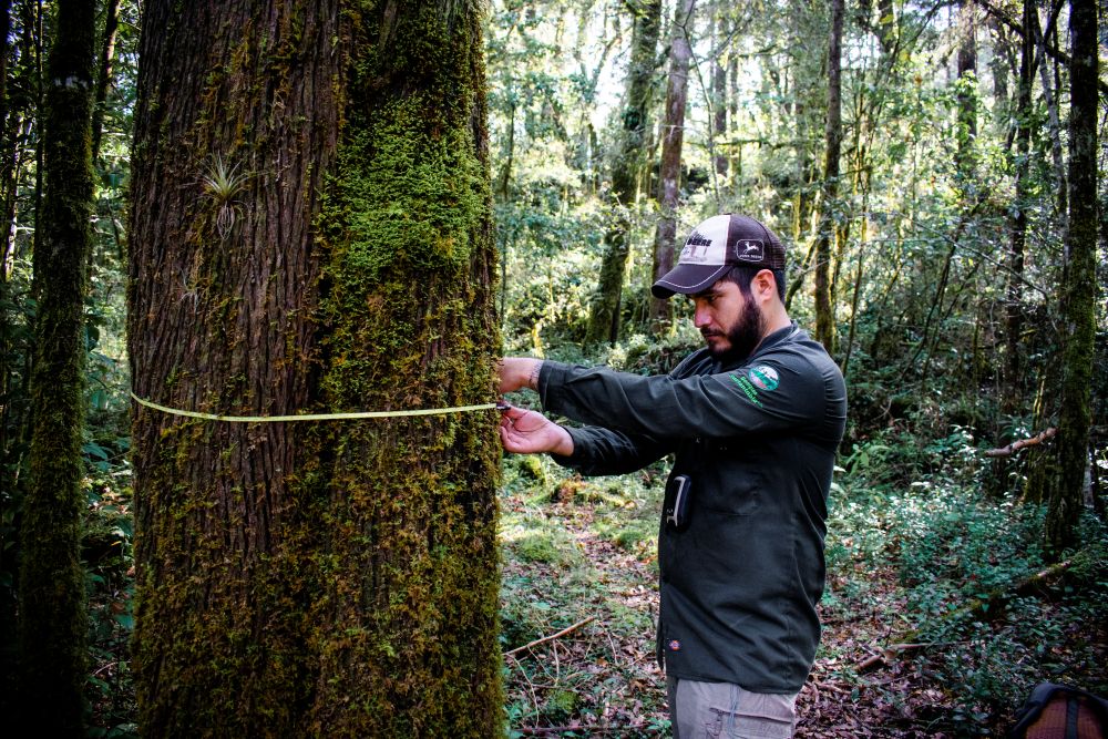 OpenForests