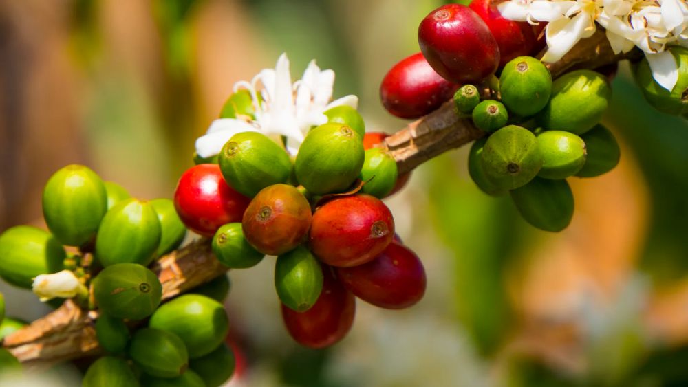Semilla del café