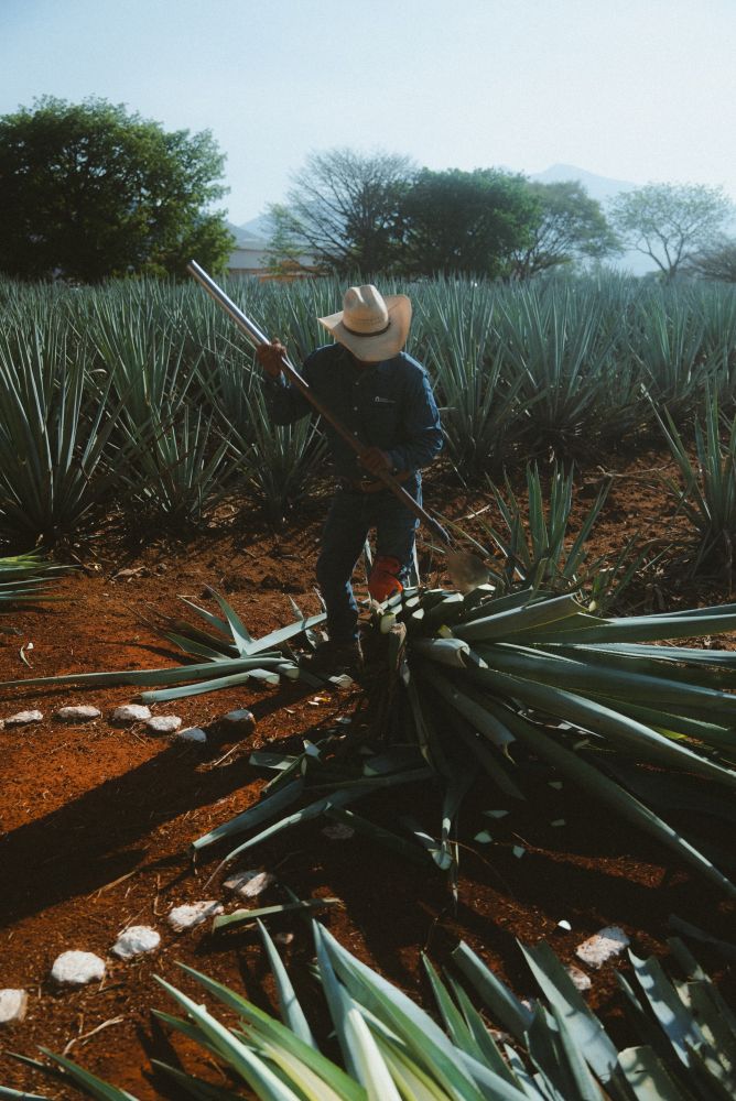Casa Herradura Directo de Alambique (3)