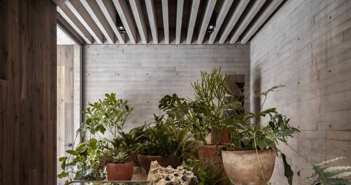 DEALER DE PLANTAS_JARDIN A LA MESA_BAJA Vivero Boutique