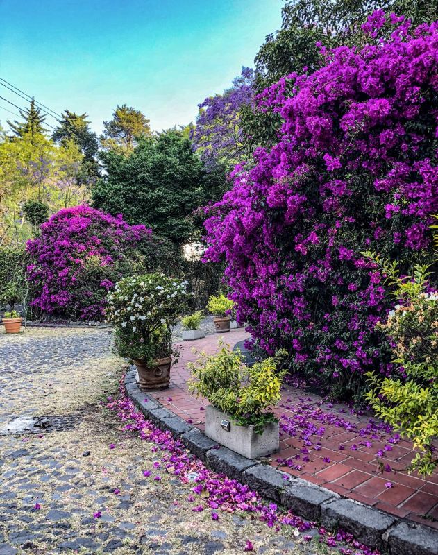 Día de muertos en San Ángel (3)