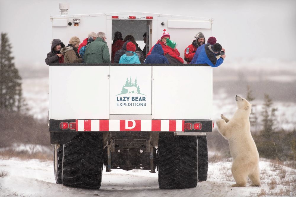 Manitoba osos Canadá