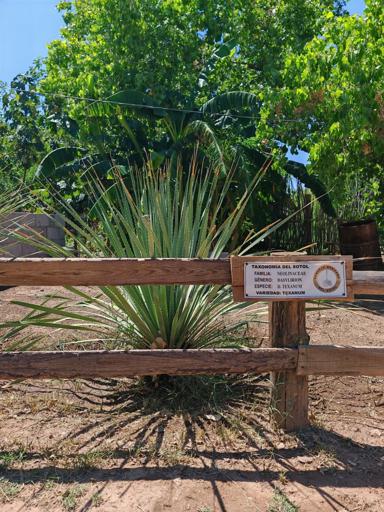 Sotol Chihuahua (2)