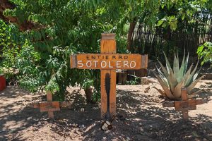 Sotol Chihuahua (4)