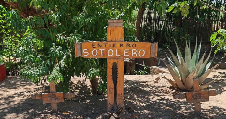 Sotol Chihuahua (4)