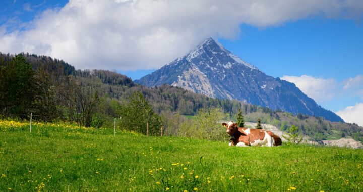 fruehling-thunersee-niesen-blumen-kuh-landschaft interlaken